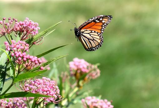 (Monarch) male flying ventral