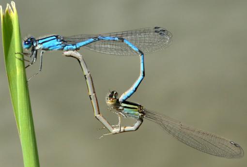 (Familiar Bluet) mating wheel