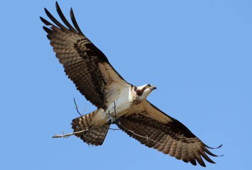 (Osprey) sticks