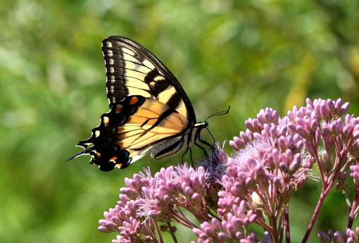 (Tiger Swallowtail) female ventral