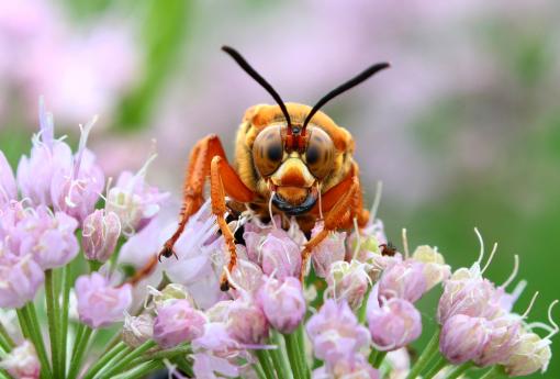 (Eastern Cicada Killer) female mandibles