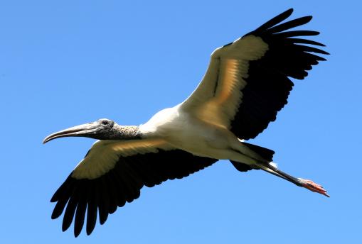 (Wood Stork) gliding