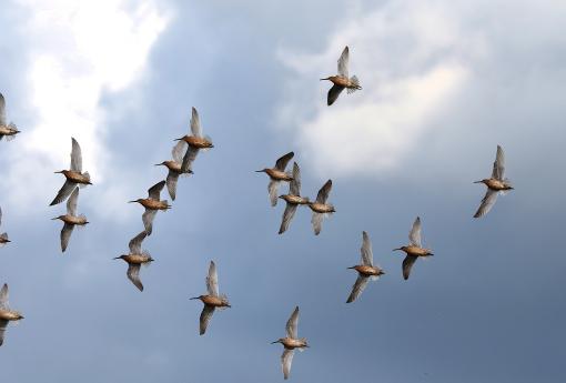 (Short-billed Dowitcher) flying ventral