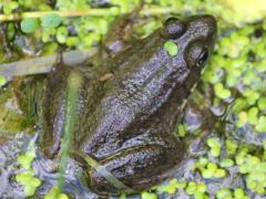 (Bullfrog) dorsal