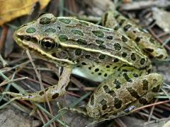 (Northern Leopard Frog) dorsal