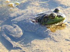 (Bullfrog) chillin