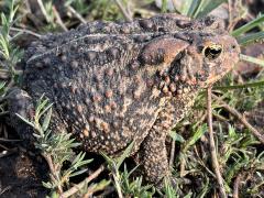 (American Toad) basking