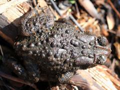 (American Toad) dorsal