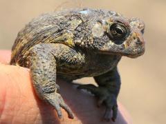 (American Toad) Mario