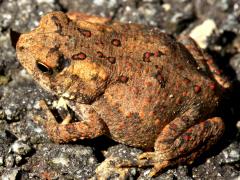 (American Toad) dorsal