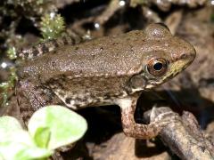 (Greenfrog) juvenile lateral