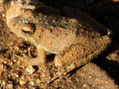 (Blanchard's Cricket Frog) lateral