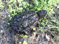 (Common Snapping Turtle) dorsal