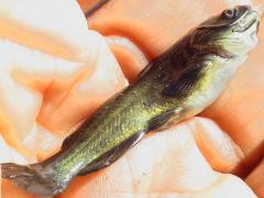 (Black Bullhead) lateral