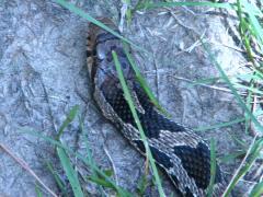 (Eastern Foxsnake) dorsal