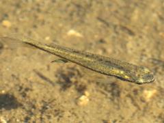 (Blackstripe Topminnow) dorsal