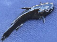 (Black Bullhead) dorsal