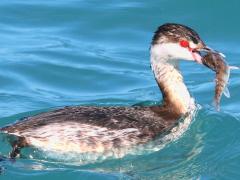 (Yellow Perch) (Horned Grebe swallows)