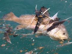 (Freshwater Drum) dead