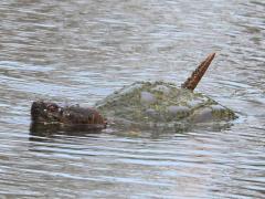 (Common Snapping Turtle) swimming