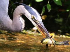 (Black Bullhead) (Great Blue Heron catches)