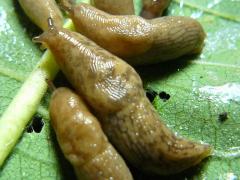 Gray Garden Slug on Common Milkweed