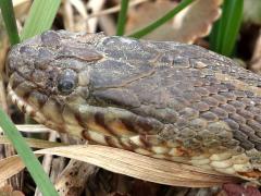 (Common Watersnake) head