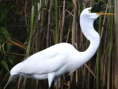 (Green Sunfish) (Great Egret swallows)