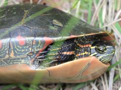 (Painted Turtle) hidden neck