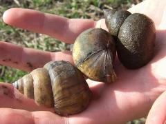 (Chinese Mystery Snail) trio