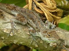 (Brown Anole) lateral