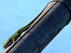 (Green Anole) male