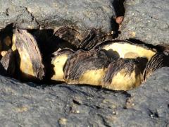 (Black Purse Shell) on rocks