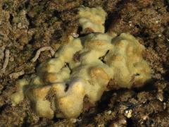 (Pore Coral) tidepool