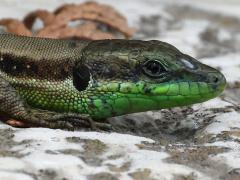 (Lebanon Lizard) lateral