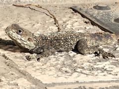 (Egyptian Rock Agama) frontal