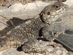 (Egyptian Rock Agama) rear