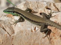 (Lebanon Lizard) dorsal