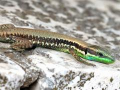 (Lebanon Lizard) basking