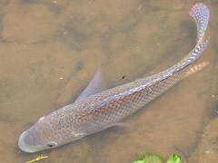 (Blue Tilapia) swimming