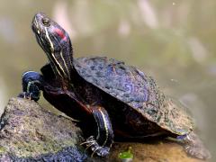 (Pond Slider) elegans basking