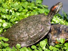 (Pond Slider) elegans pair