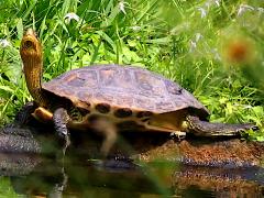 (Common Thread Turtle) basking