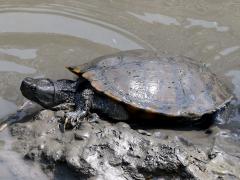 (Pond Slider) dorsal