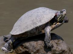 (Pond Slider) elegans lateral