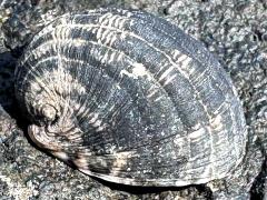 (Nerita Snail) dorsal