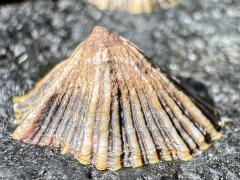 (Siphonaria False Limpet) profile