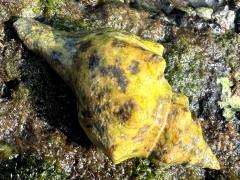 (Buccinoidea Whelk) dorsal