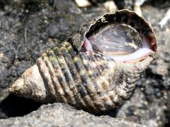 (Tropical Periwinkle) ventral