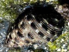 (Pollia Whelk) dorsal